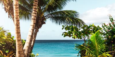 coconut tree on beach