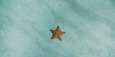 brown starfish on blue sand